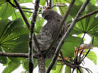 Brown-throated Sloth (Bradypus variegatus)